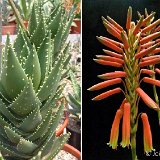 Aloe x nobilis (hybr.) available 10.5cm and 12cm Ø